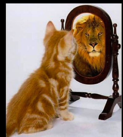 cat sees lion in mirror