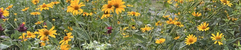 Bright yellow and purple flowers blooming in a lush garden.