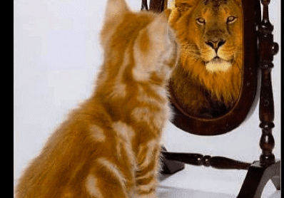 Kitten sees lion reflection in mirror